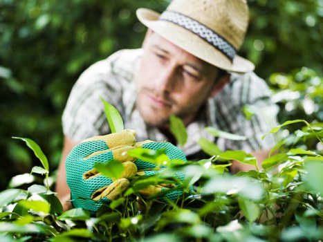 A close-up view of a gardener wearing a straw hat and green gardening gloves, carefully trimming a hedge with pruning shears. The hedge consists of dense, dark green foliage, with a well-maintained and even shape. The garden surface behind the hedge includes a neatly cut lawn with lush, evenly textured grass, bordered by a paved pathway with a textured stone surface. In the background, there are mature trees and additional shrubbery, indicating a landscaped outdoor space. The environment appears sunny with clear natural light highlighting the vibrant green hues of the plants and the gardener's focused activity. This scene exemplifies professional gardening and hedge maintenance, typical of services offered by Hedge Trimming Purley in the local area, supporting well-kept gardens and outdoor aesthetics in Purley, CR8 postcode district.